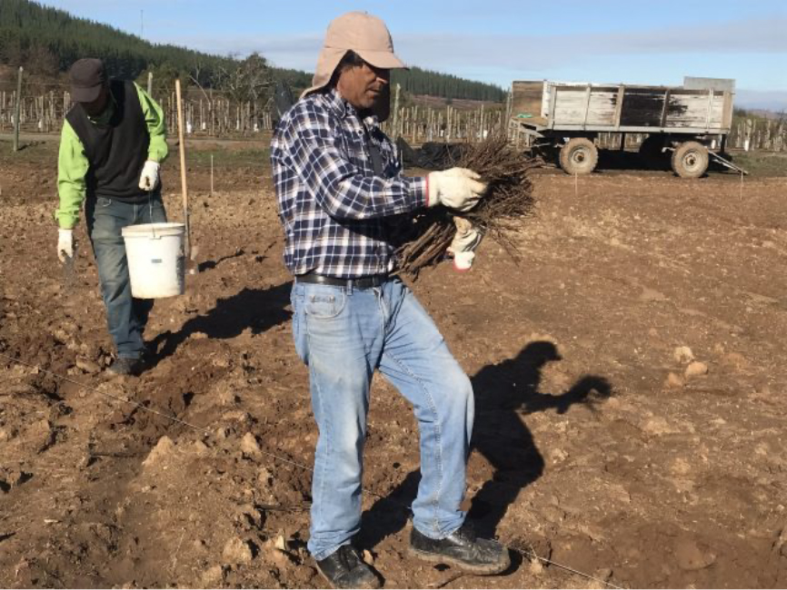 Planting new vines of Chile’s oldest variety