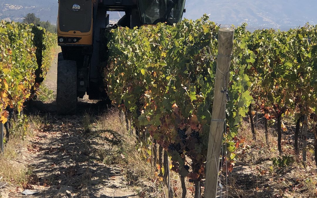 Wine Harvest Vineyard